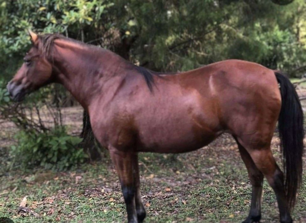 Prince the rescued Paso Fino horse at Odessa Animal Sanctuary