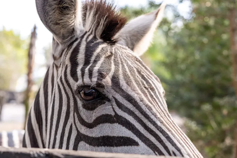 Rescued animals in their permanent home at Odessa Animal Sanctuary