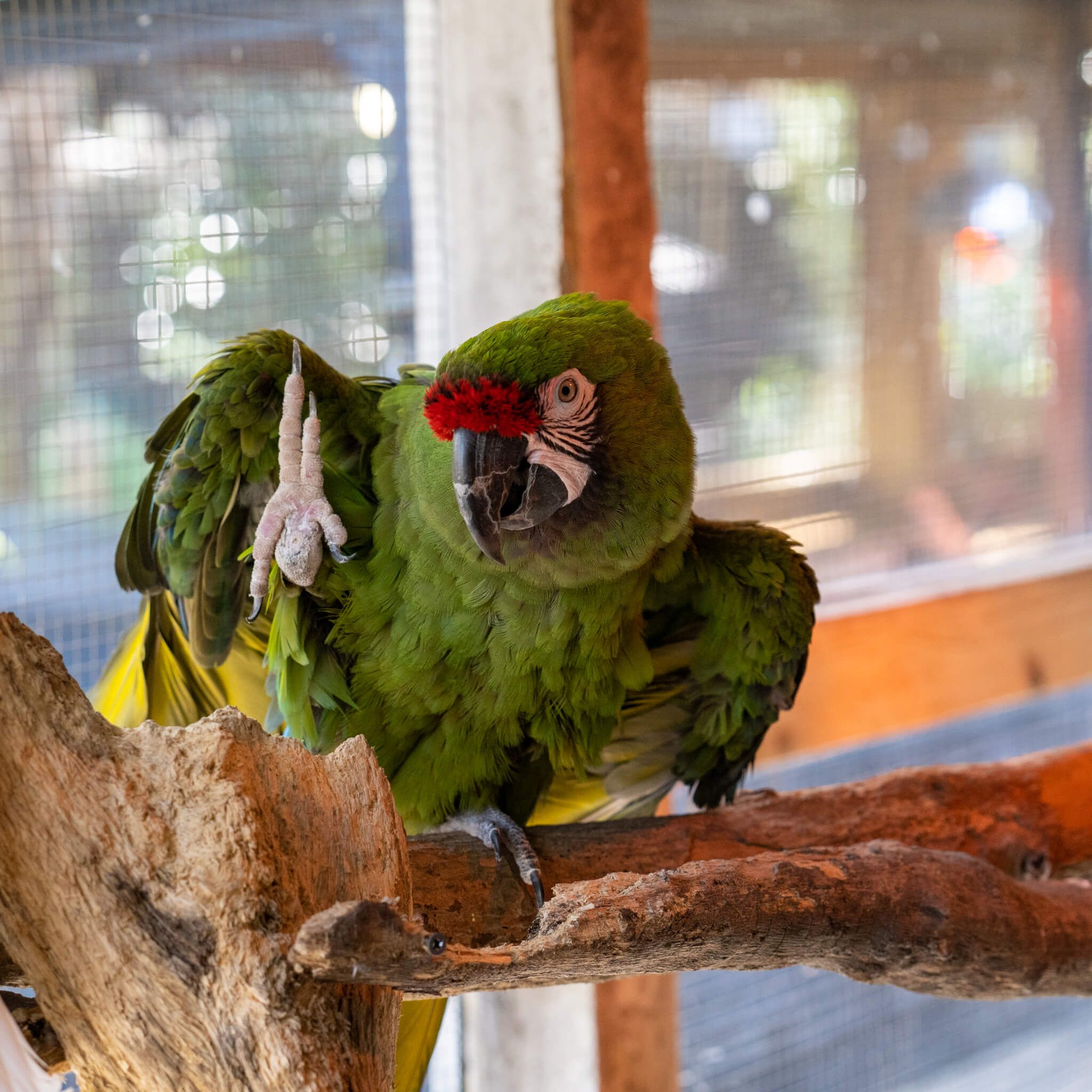 Animals enjoying their forever home