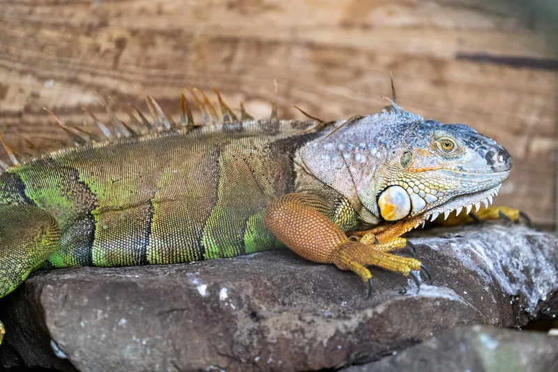 Odessa Animal Sanctuary grounds and pastures