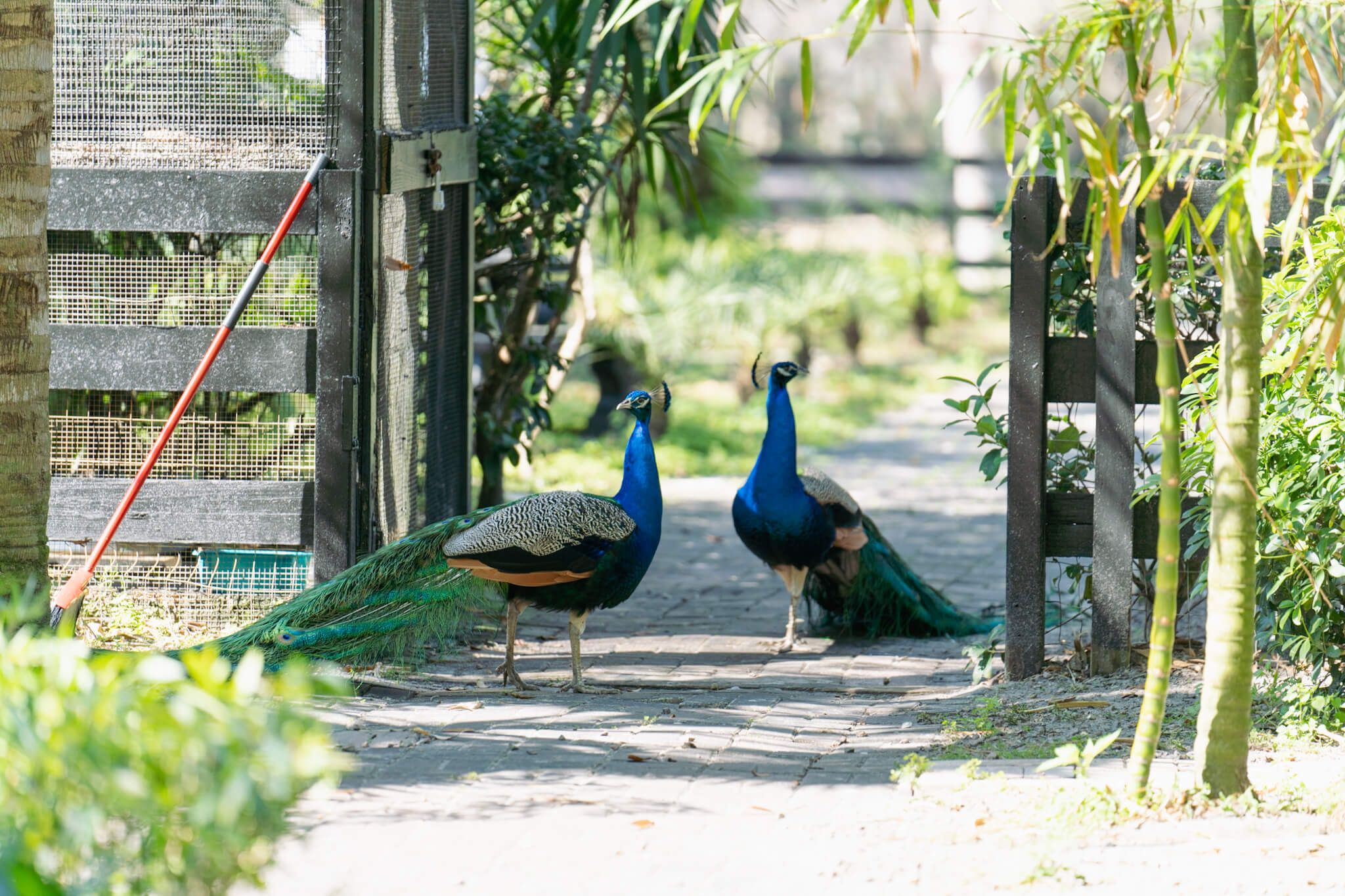 Animals in their sheltered habitat at Odessa Animal Sanctuary