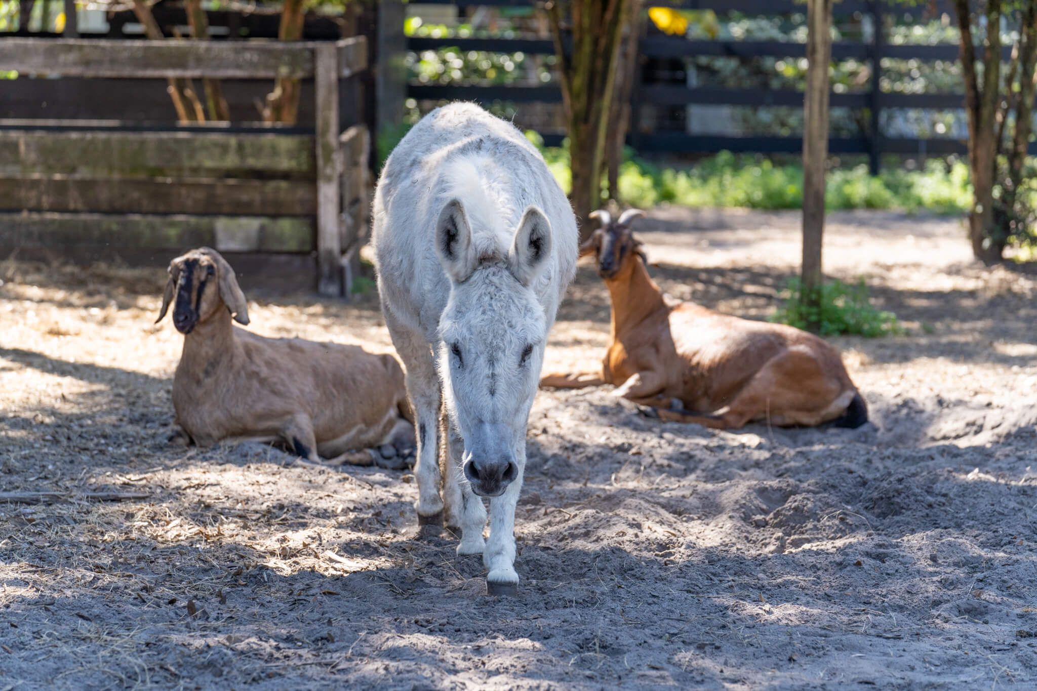 Caring for our animals