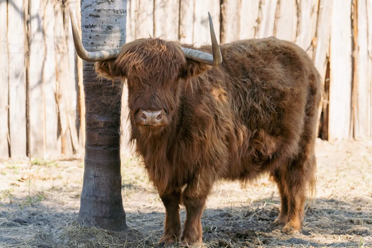 Scotty the bull at Odessa Animal Sanctuary, representing the 6.3 million animals entering shelters yearly