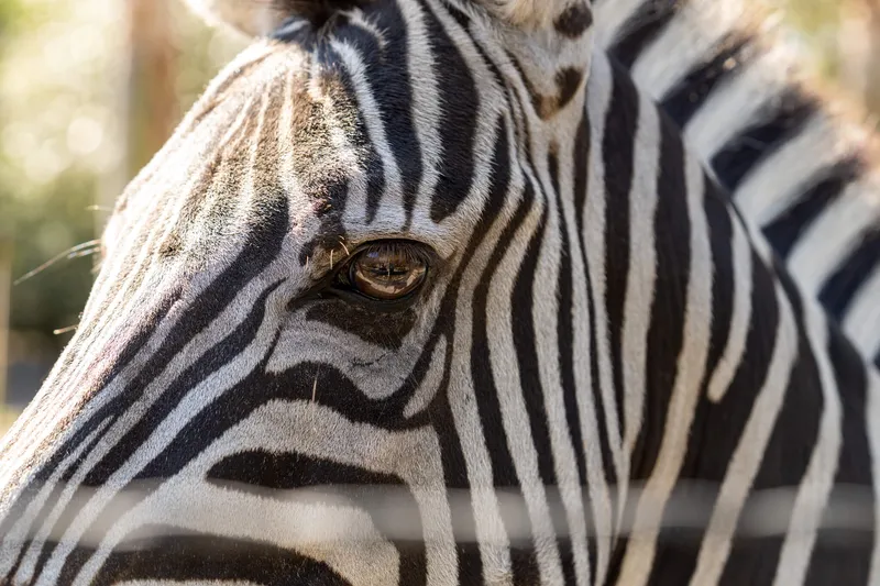 Sanctuary staff caring for rescued animals at Odessa Animal Sanctuary