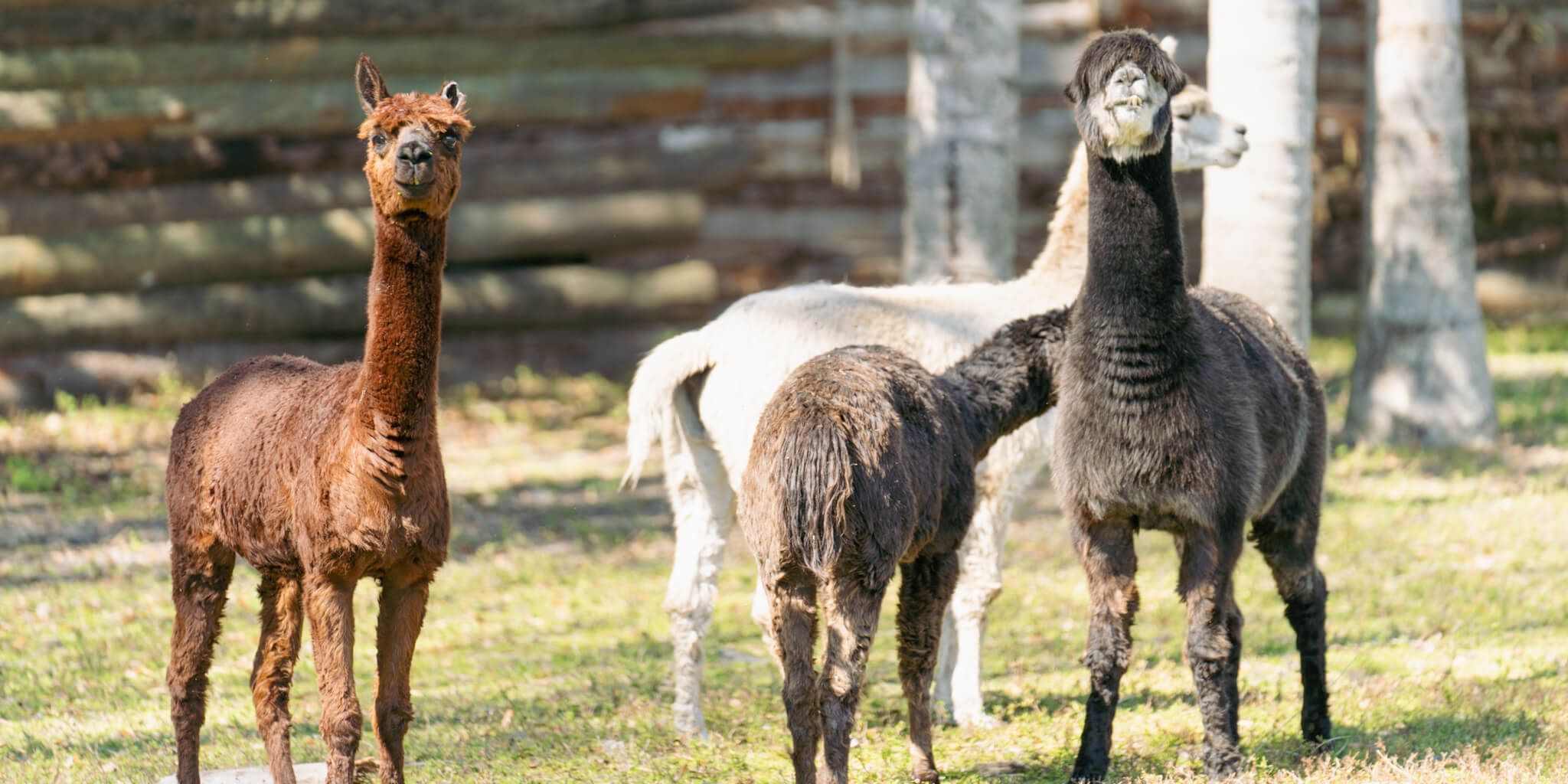 Happy animals finding joy