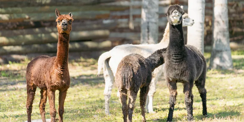 A rescuer caring for animals at Odessa Animal Sanctuary