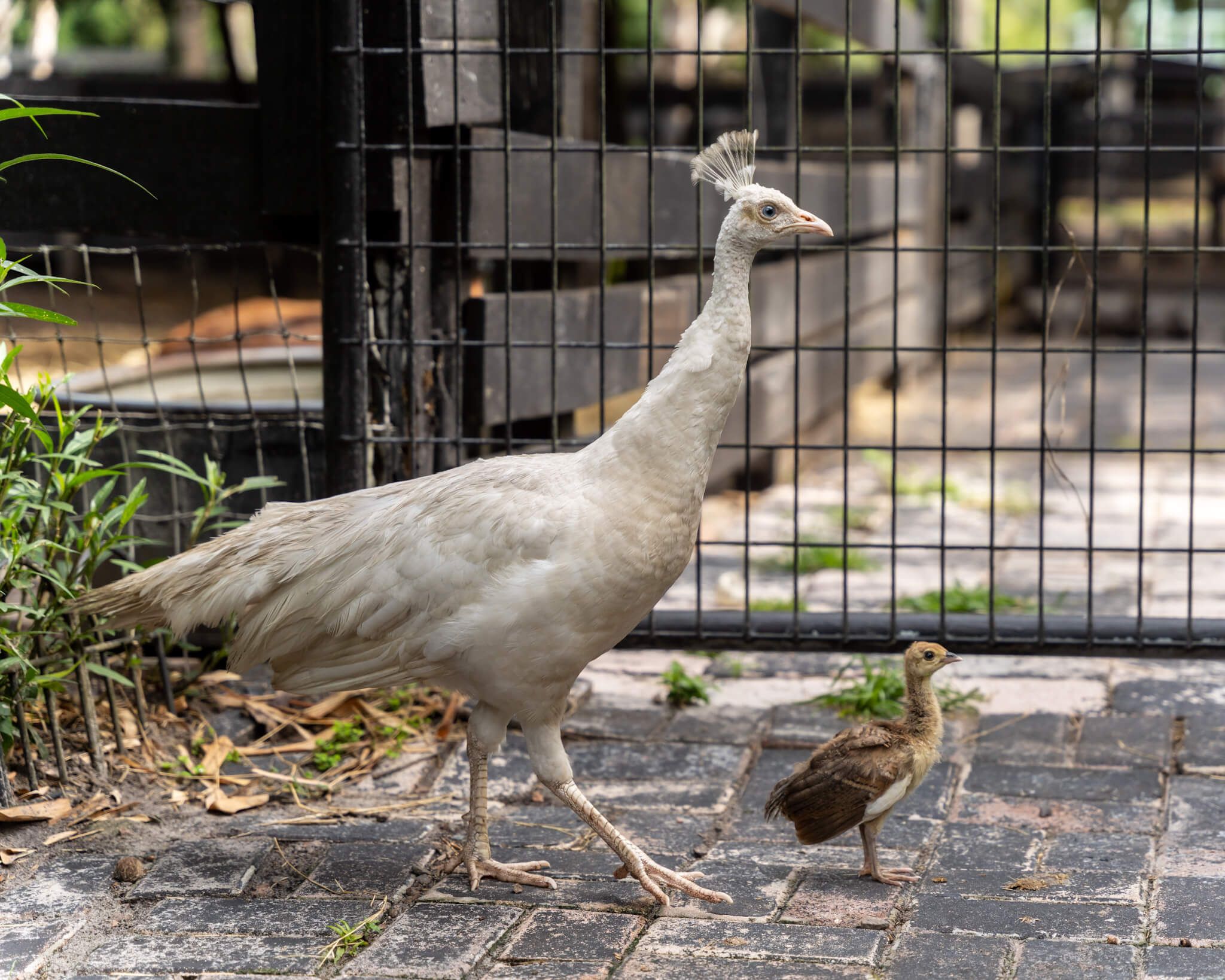 Rescued animal receiving veterinary care at Odessa Animal Sanctuary