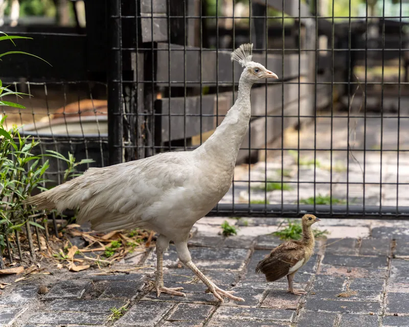 Rescued animals at Odessa Animal Sanctuary enjoying a peaceful day