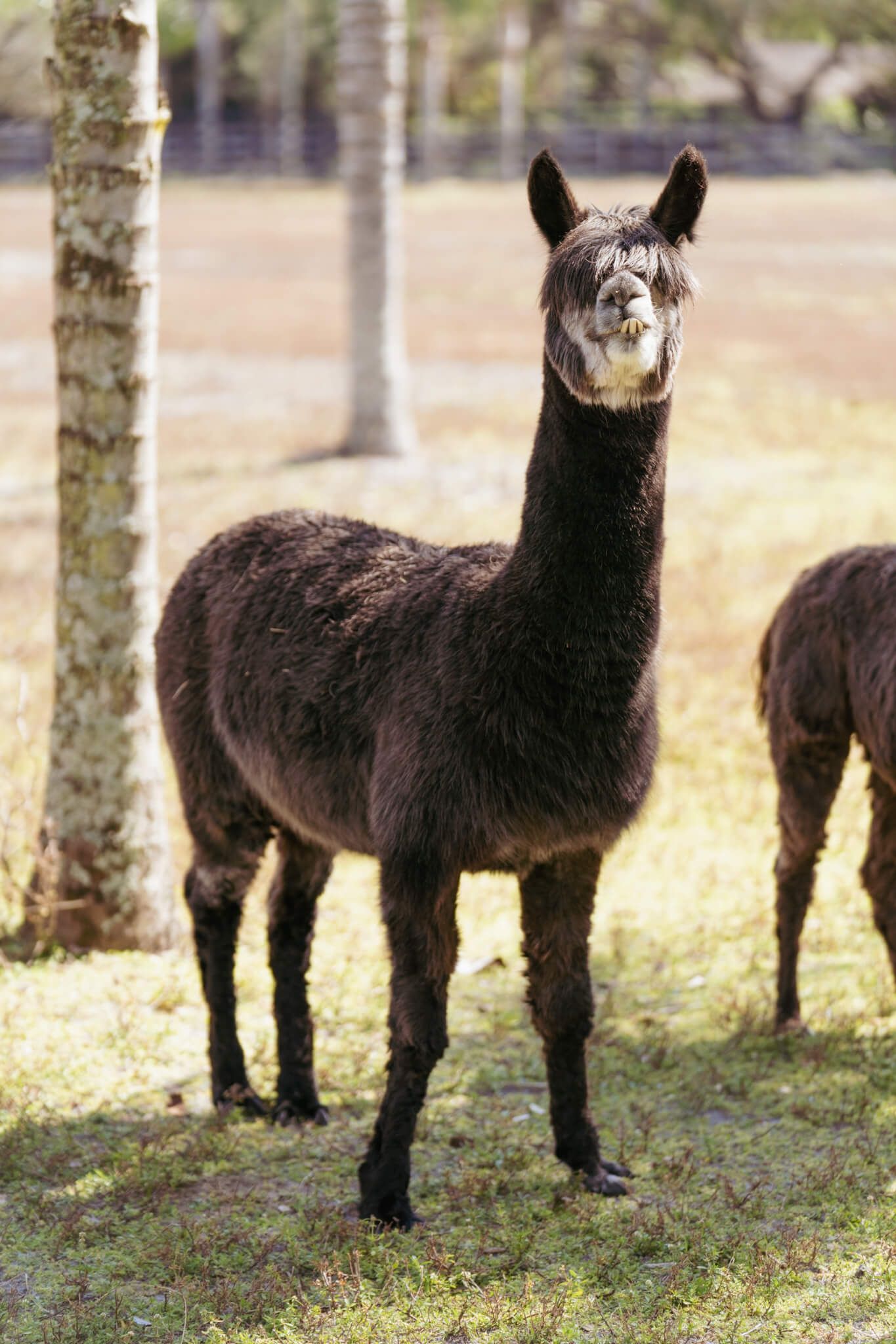 Open spaces for animals to roam