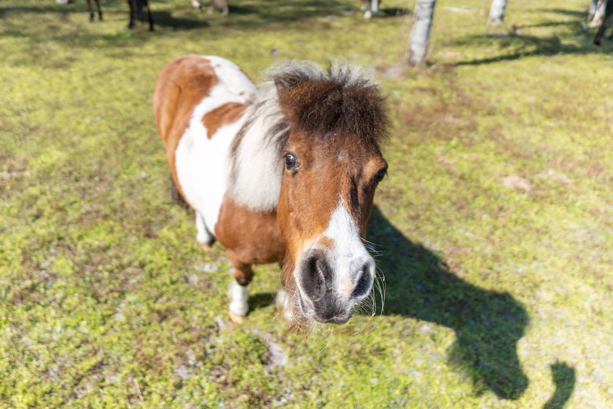 Buddy the mini paint horse, the first farm animal rescued by Odessa Animal Sanctuary