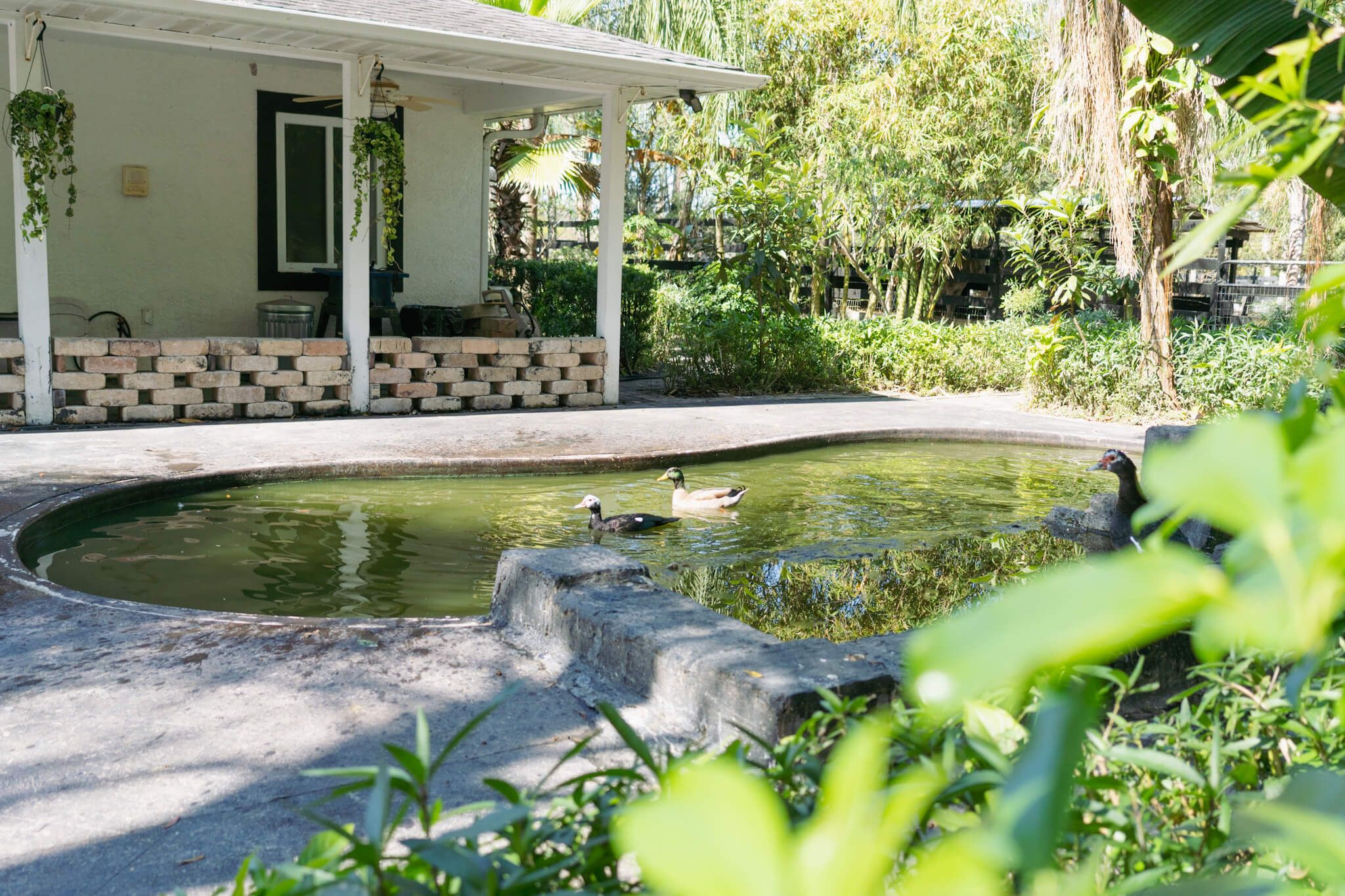 Animals at peace in their sanctuary