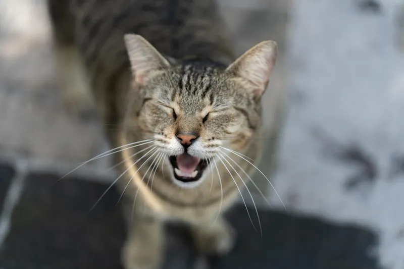Daily life at Odessa Animal Sanctuary, animals roaming the 40-acre property