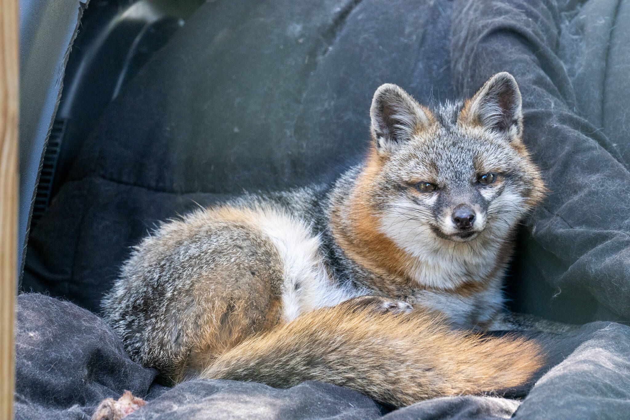 Beautiful day at Odessa Animal Sanctuary