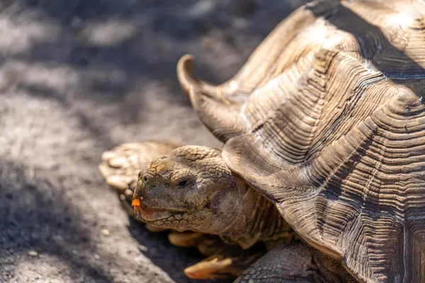 Brenda Jean Kline, co-founder of Odessa Animal Sanctuary